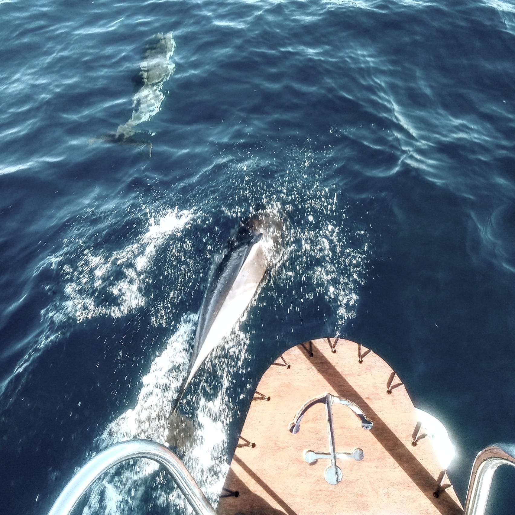 delfines con velero
