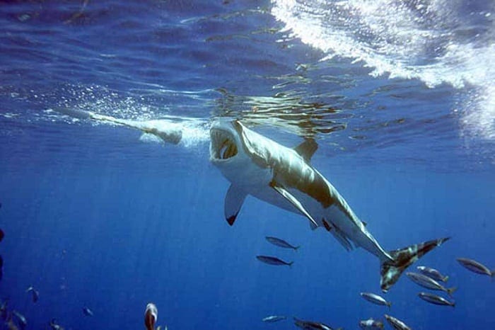 gran tiburon blanco