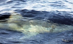 posible tiburon blanco mediterraneo