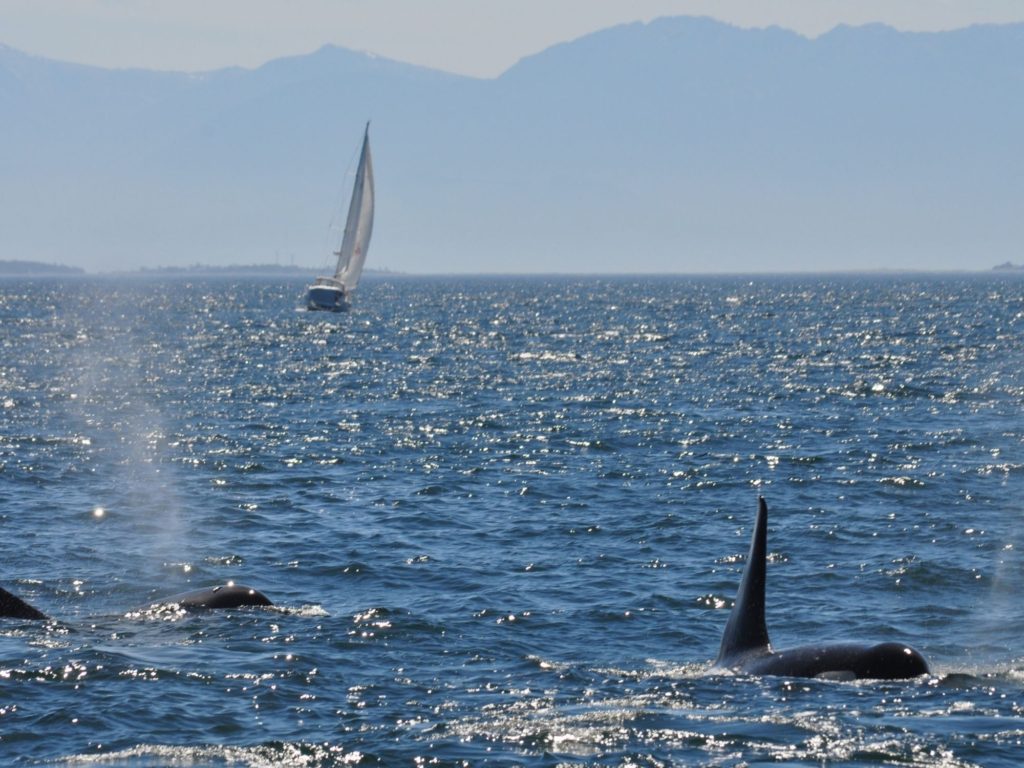 encuentro con orcas en velero