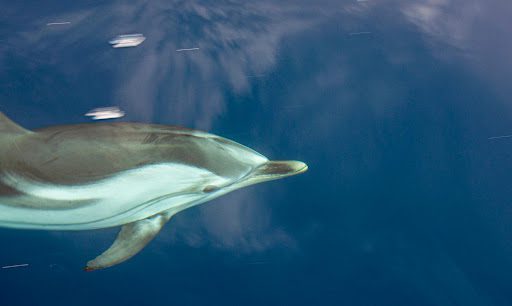 delfín listado o rayado